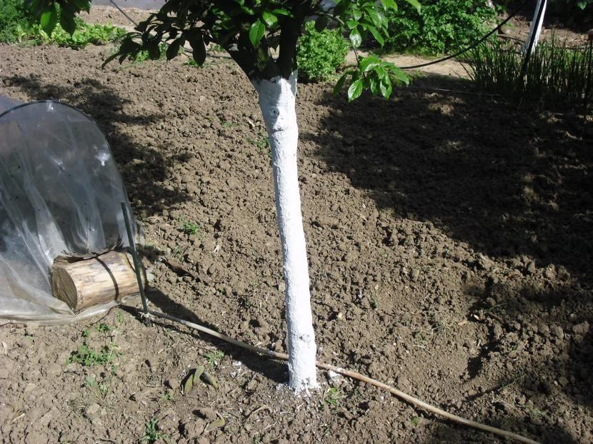 Árbol pintado