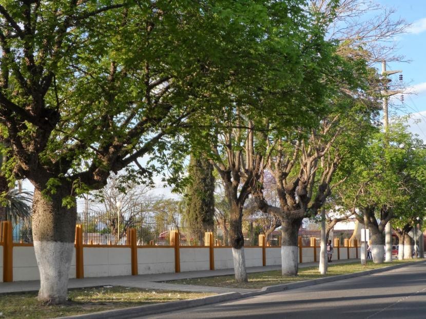 Árboles encalados