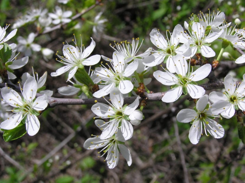 Prunus spinosa