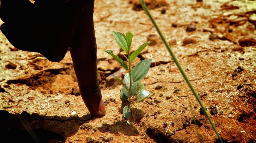 Árbol crece gracias a Ecosia