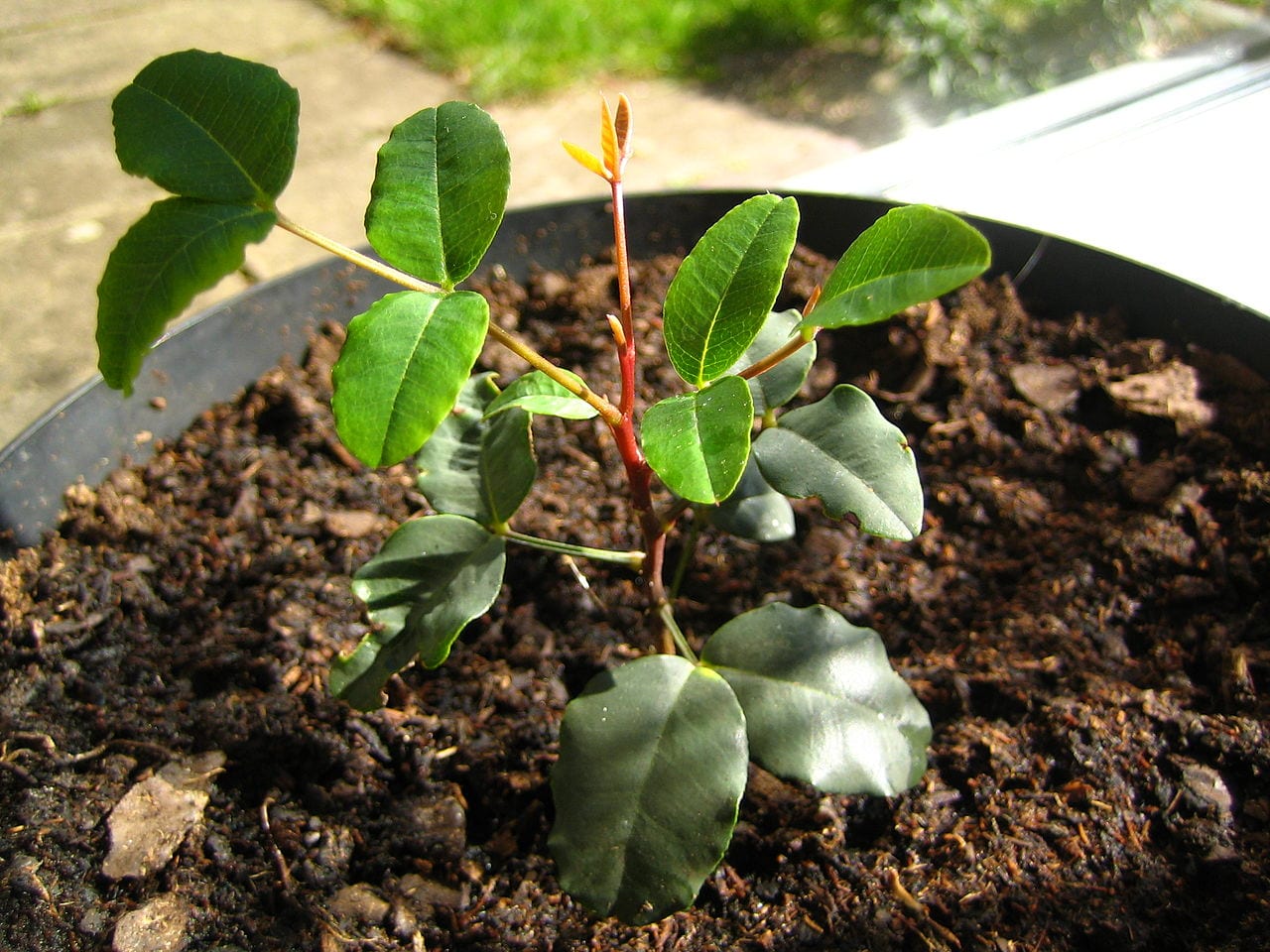 Engordar el tronco de un árbol: técnicas que funcionan