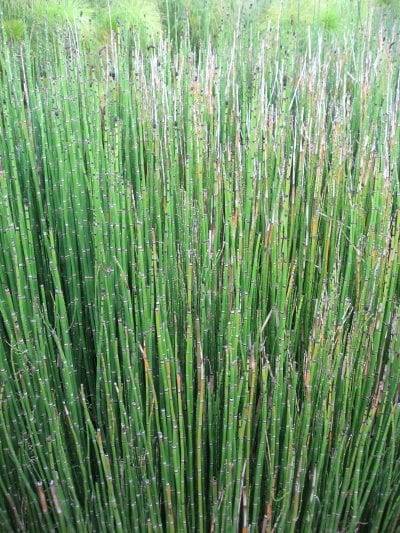 Equisetum hyemale