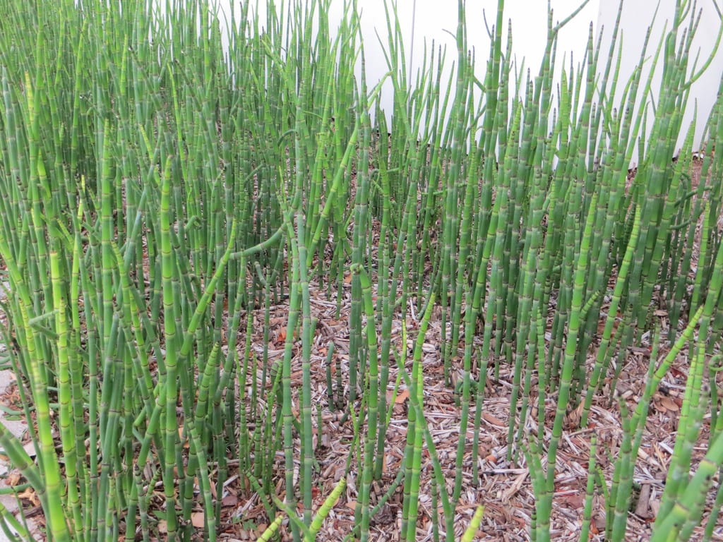 Equisetum hyemale: cultivo, poda y control del rizoma