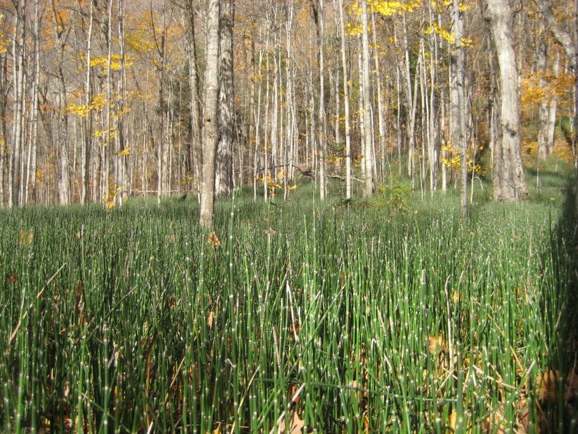 Equisetum hyemale creciendo en su hábitat húmedo natural