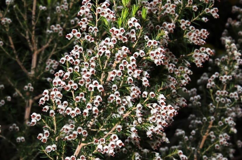 Brezo blanco (Erica arborea): cultivo, poda y suelo ácido