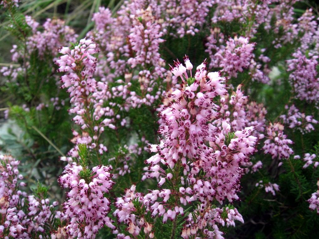 Erica multiflora: el brezo mediterráneo que vive en caliza