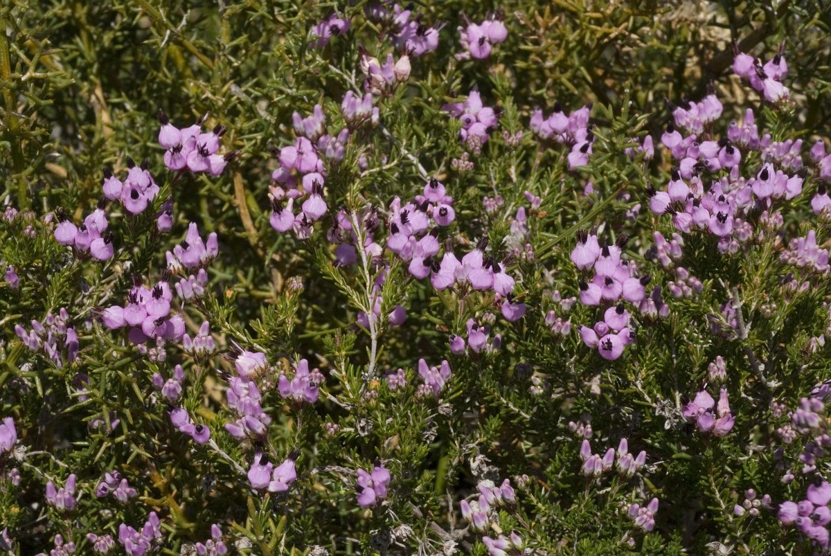 arbusto con pequenas florecillas de color rosado o lila