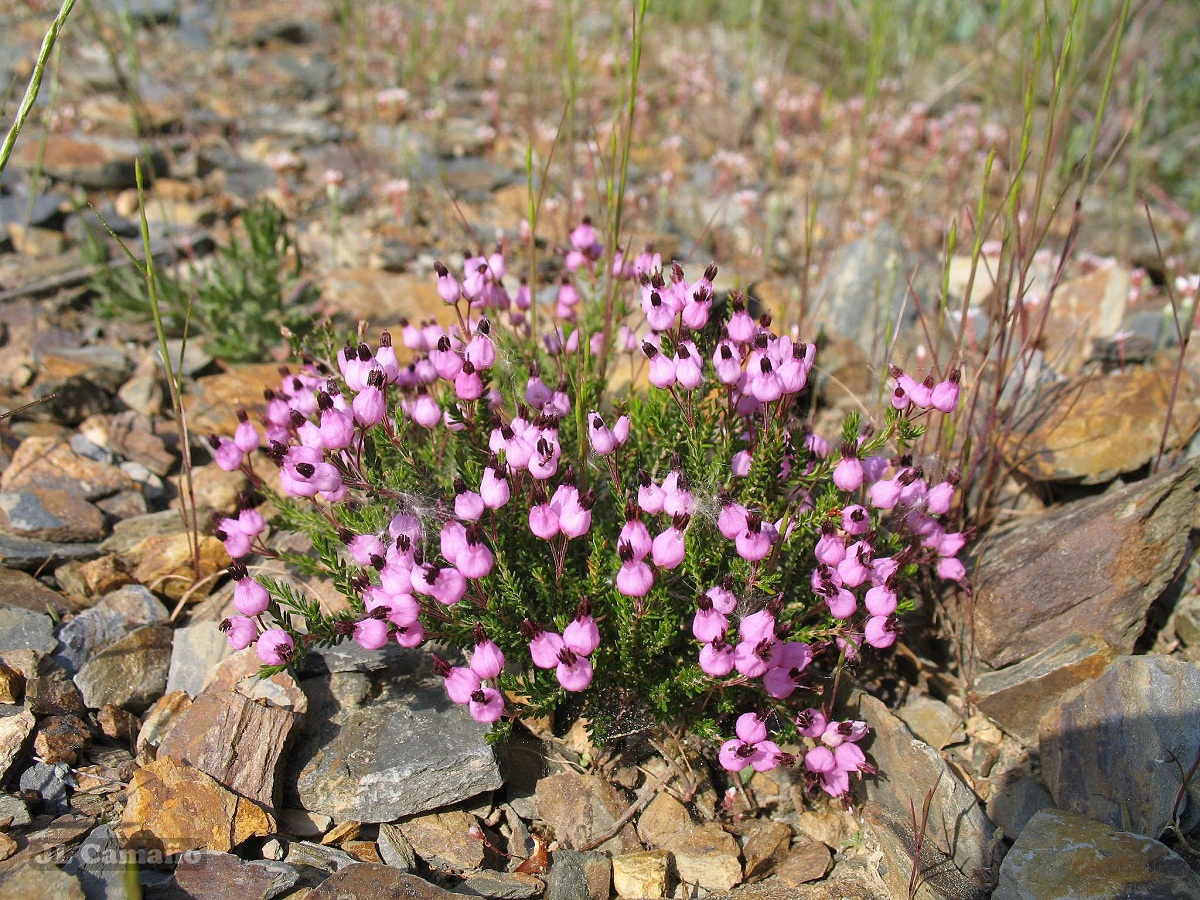 Erica umbellata: cuidados de la quiruela o brezo de umbelas