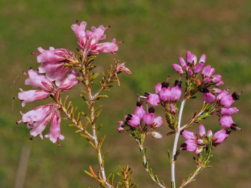 Ramas con flores rosas agrupadas en umbelas de Erica umbellata