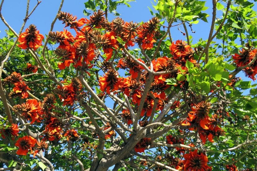 El ceibo es un árbol de origen tropical