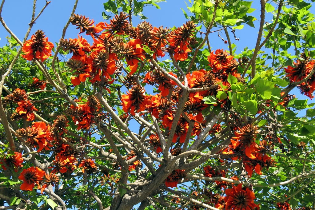 Erythrina crista-galli: cultivo, poda y resistencia al frío