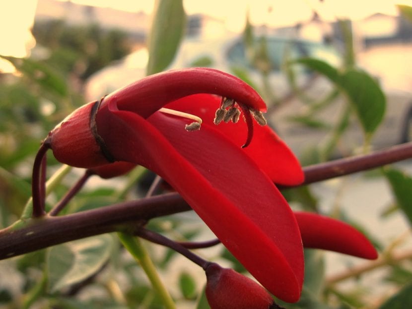 La flor de coral es rojo y curiosa