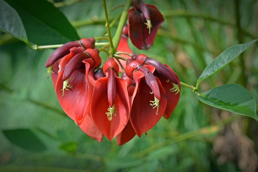 Las flores de la Erythrina crista-galli son rojas