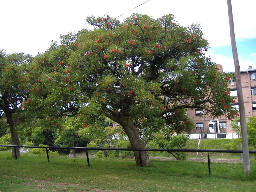 Vista de un árbol adulto de flor de coral