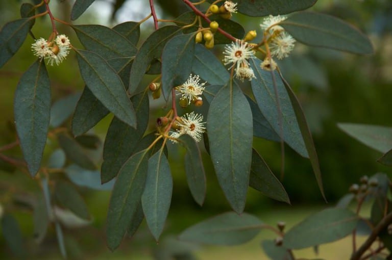 Hojas juveniles redondeadas y azuladas de Eucalyptus gunnii