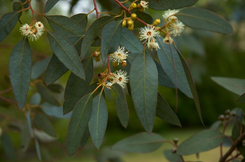 Eucalipto en el jardín: especies pequeñas y poda de control