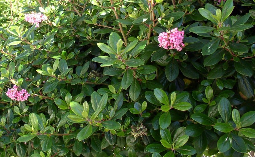 Setos: Escallonia