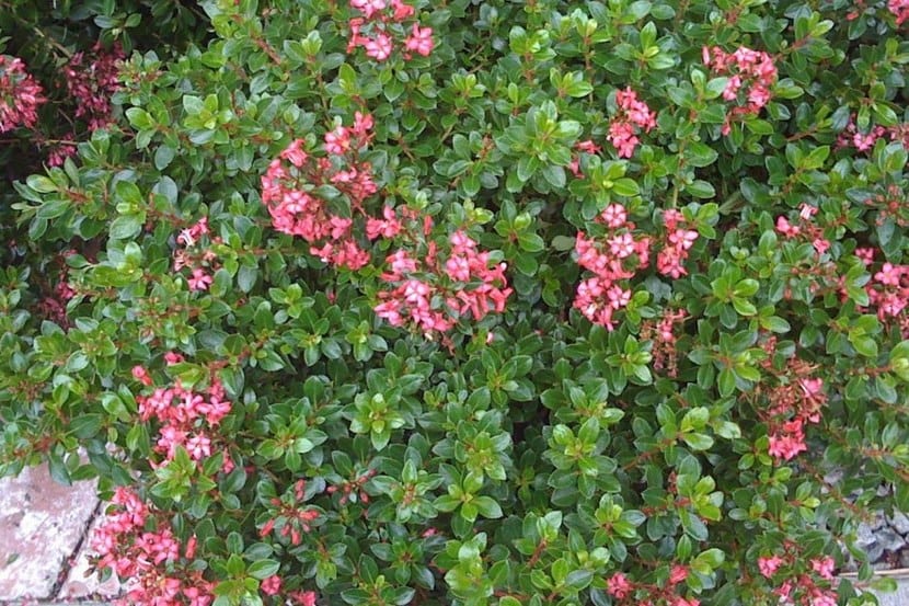 Escallonia