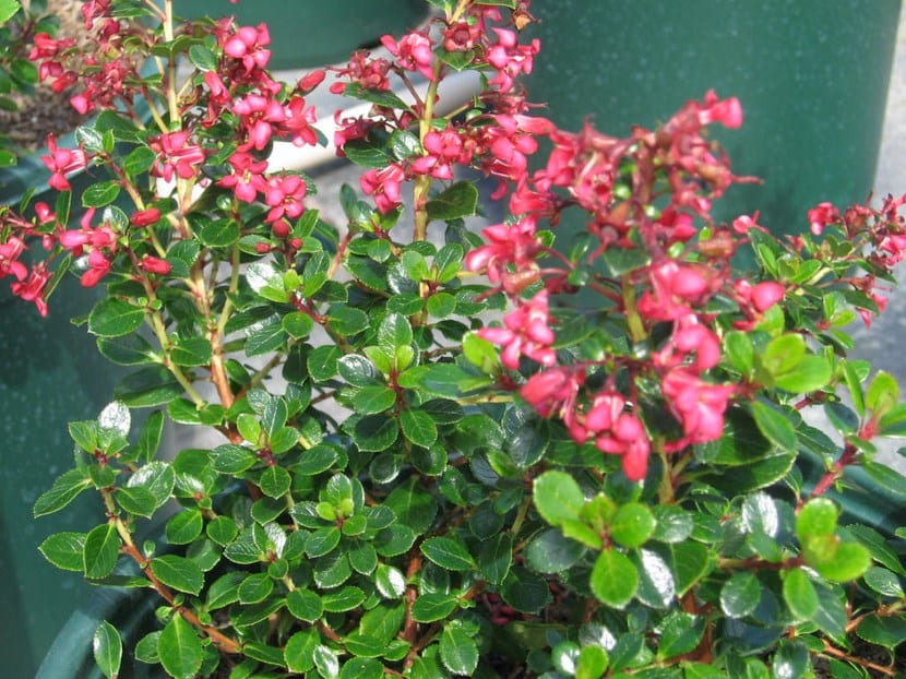 Flores Escallonia