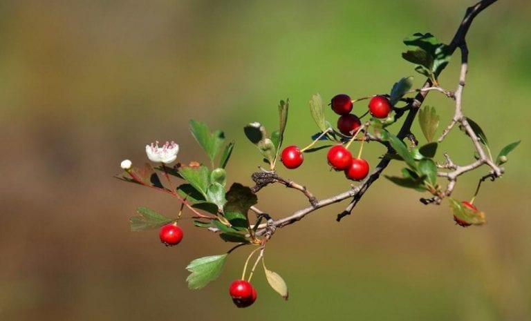 Frutos rojos o majuelas del espino blanco maduros en la rama