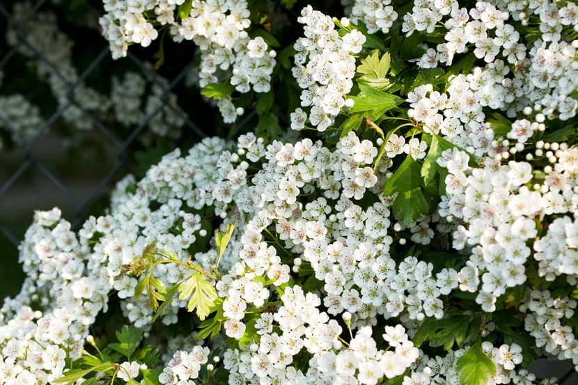 Espino blanco: cultivo, seto defensivo y usos del majuelo