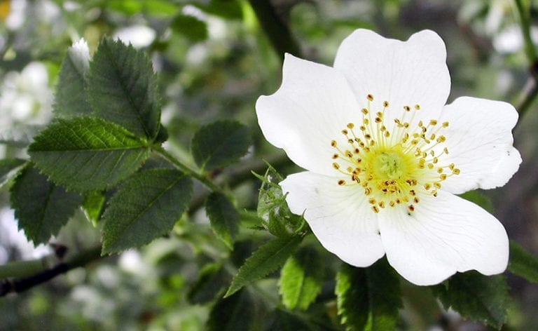 Flores blancas de espino blanco agrupadas en corimbos
