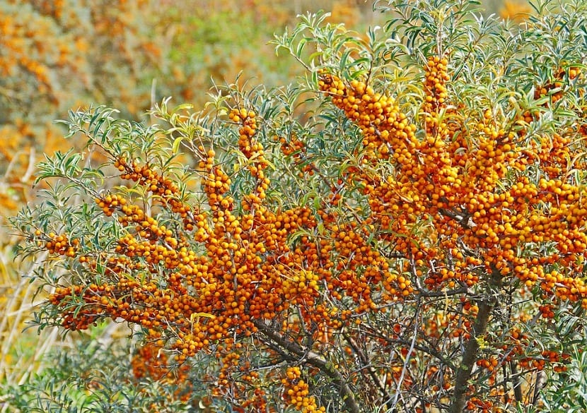 arbusto lleno de frutas pequenas de color naranja