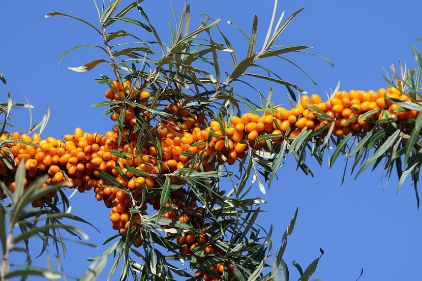 Espino cerval (Rhamnus cathartica): cultivo, frutos y riesgos