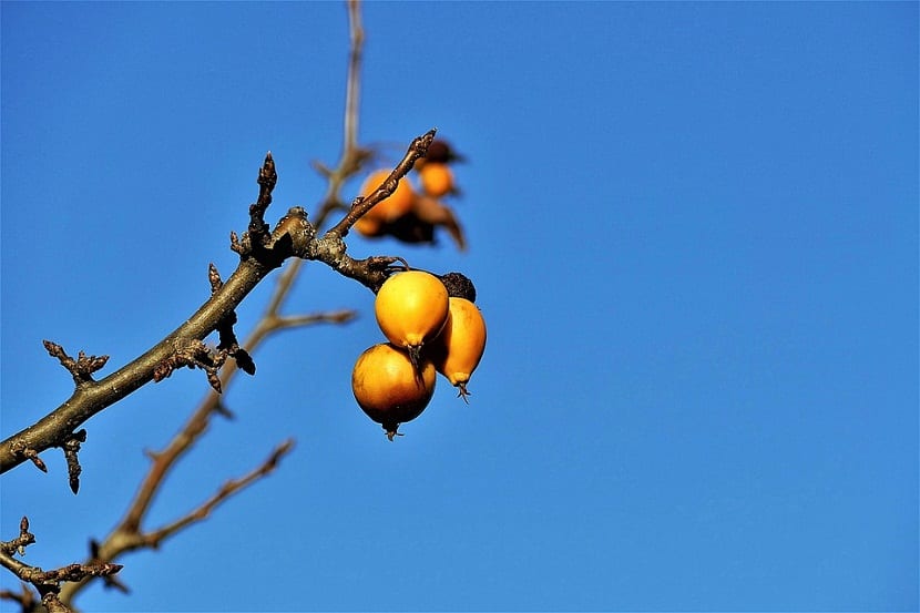 rama con tres frutas o bayas de color naranja