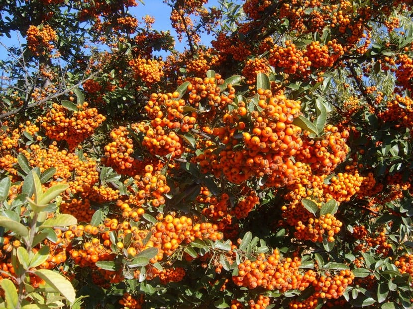Espino de fuego