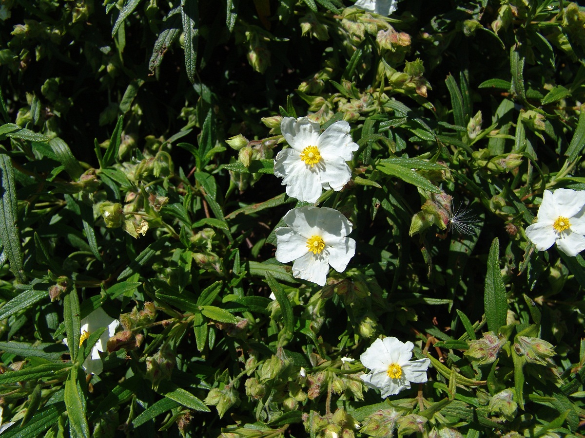 Cistus Monspeliensis tambien llamado jara blanca