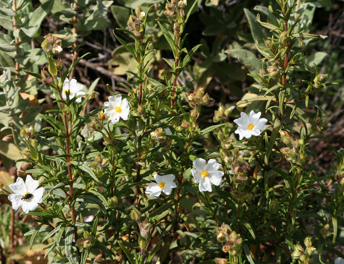 arbusto con flores pequenas y blancas