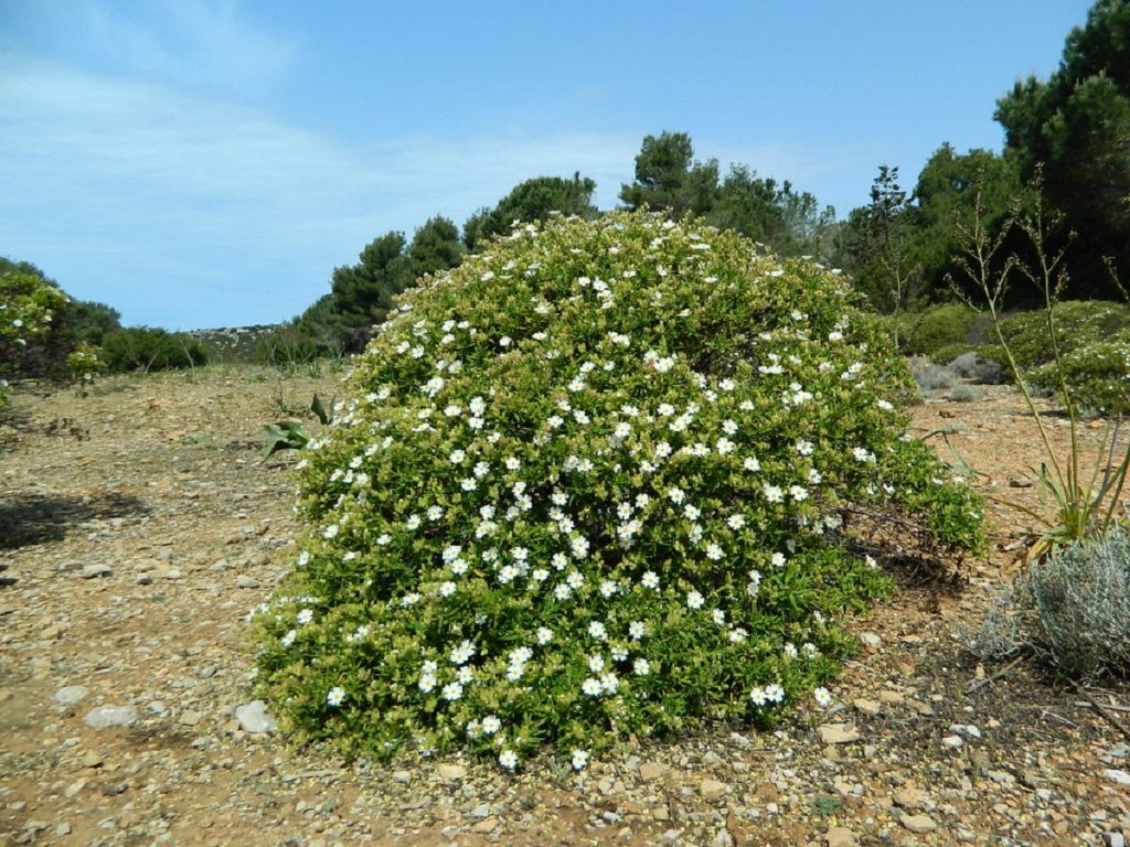 Ejemplar aislado de estepa negra, Cistus monspeliensis