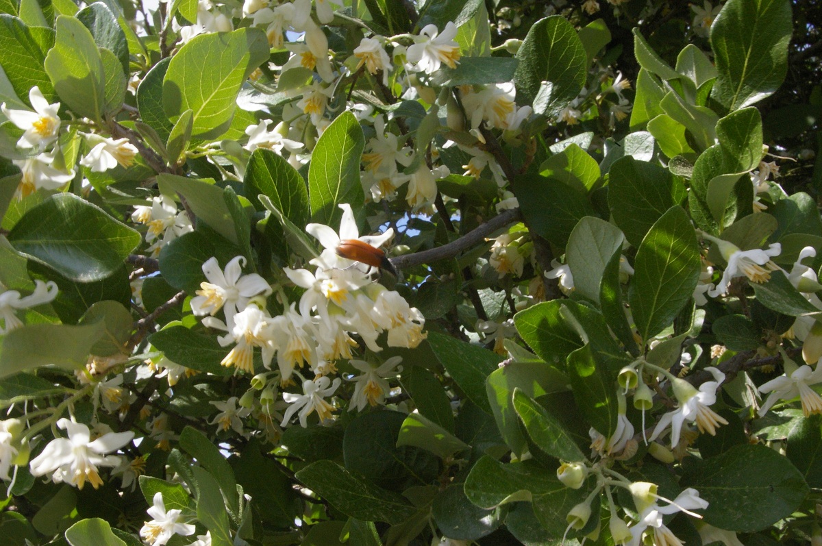 Floración del estoraque