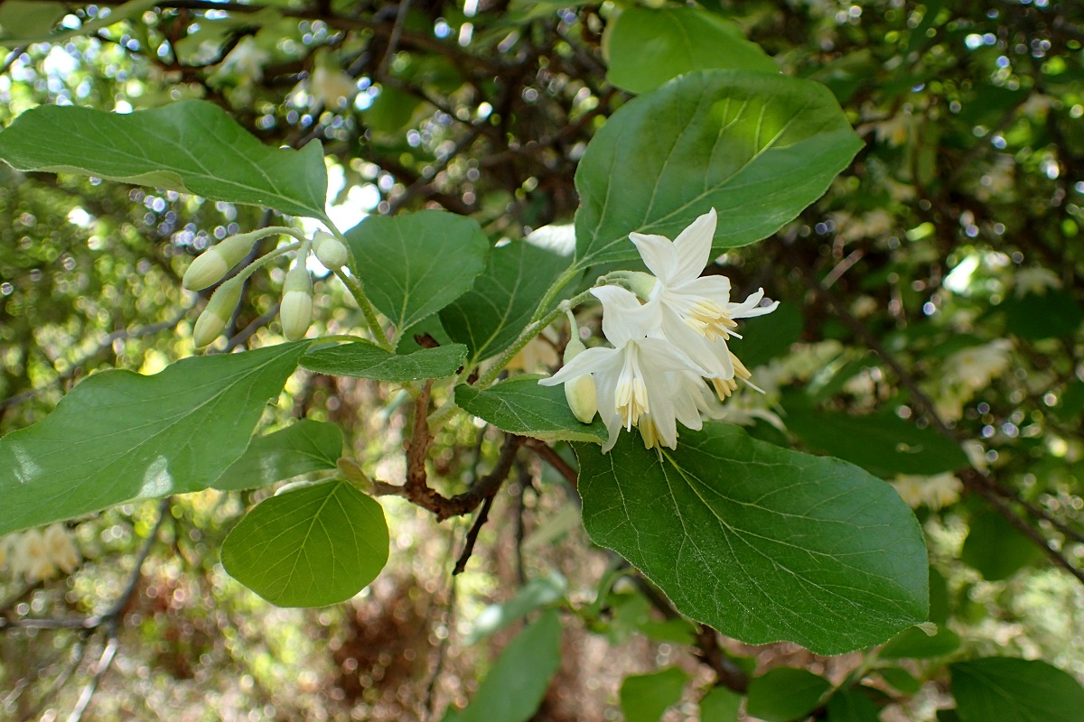 Estoraque (Styrax officinalis): cultivo, especies y cuidados