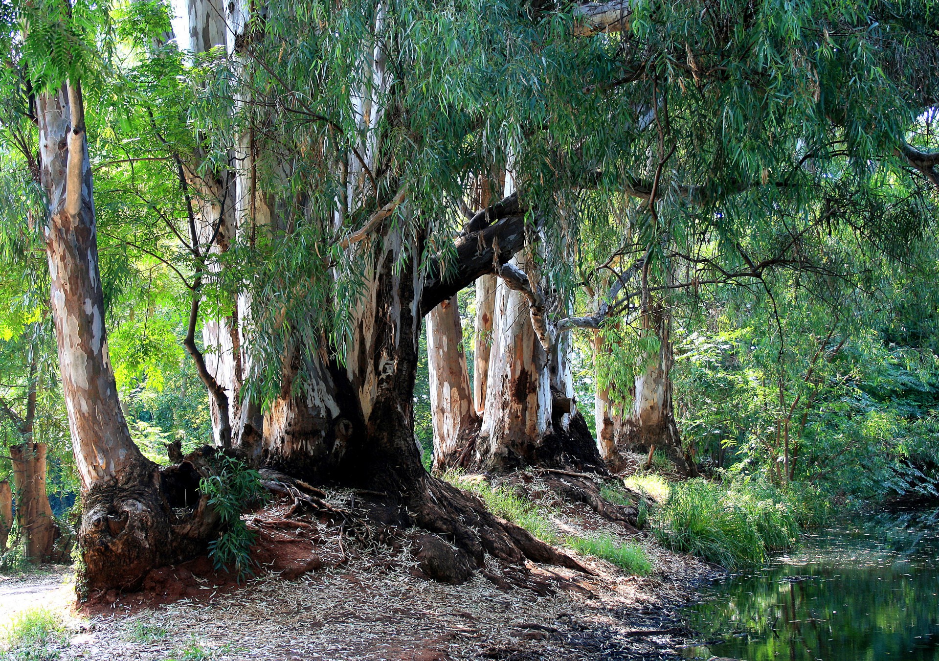 El eucalipto es un árbol de rápido crecimiento