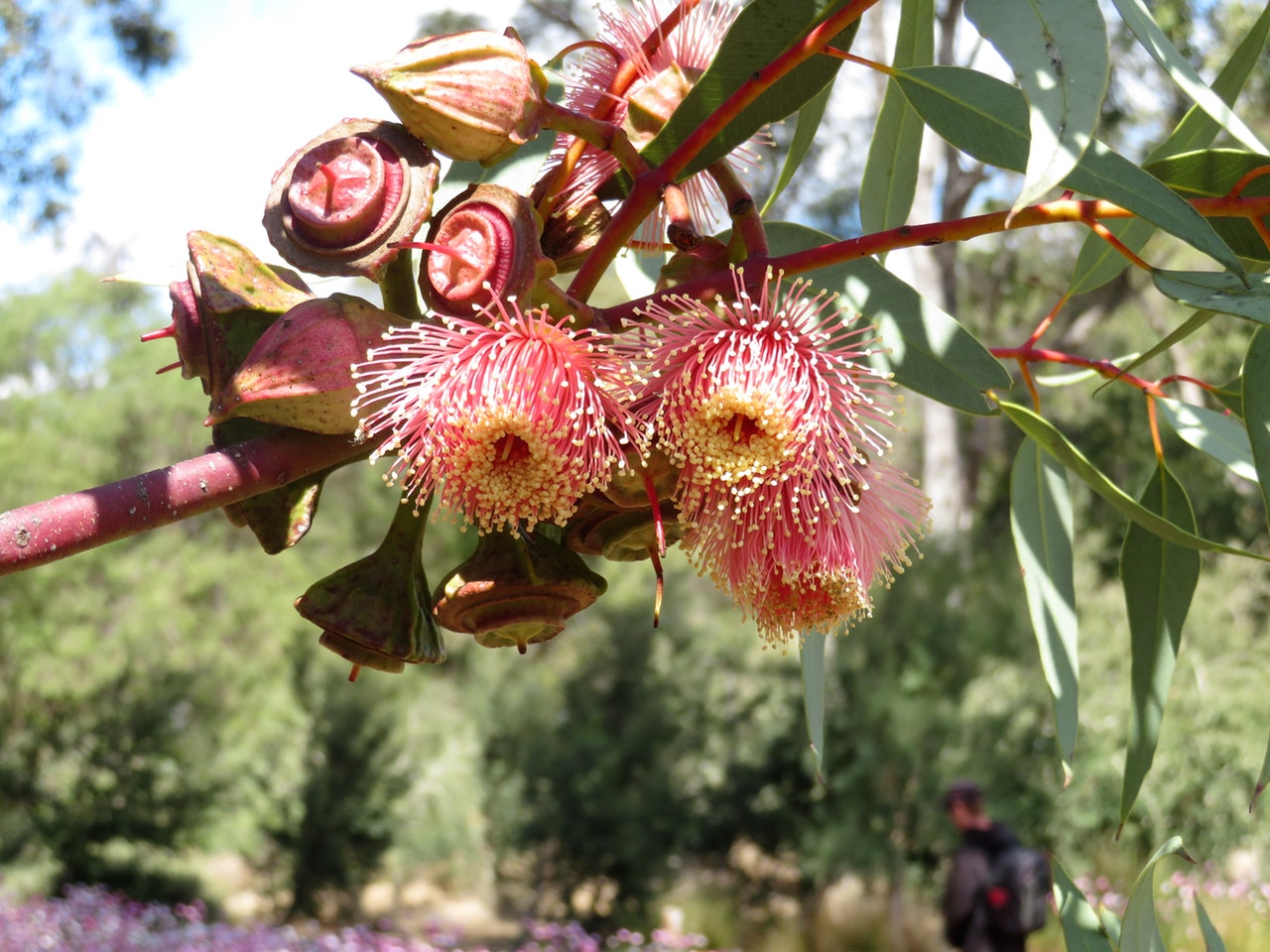 Las flores del eucalipto son decorativas