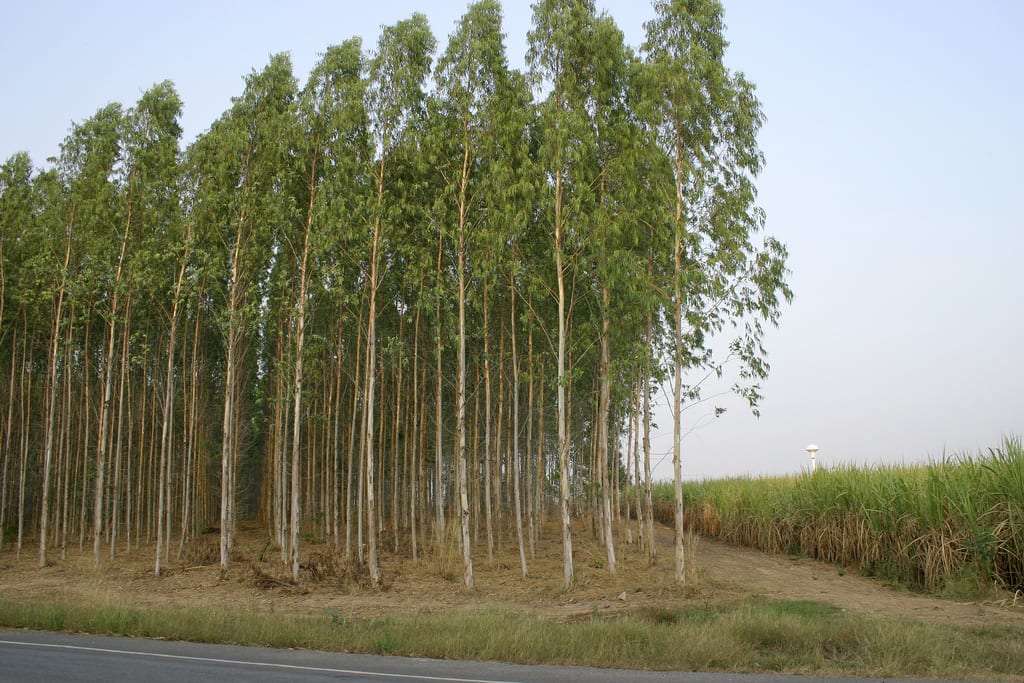 Plantación de eucaliptos