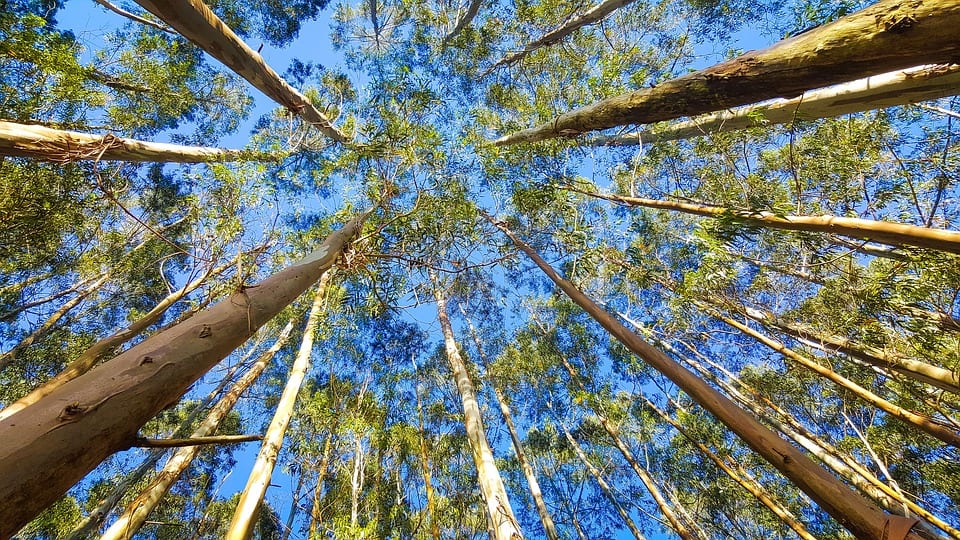 Eucalipto: especies, cuidados, usos y polémicas del género