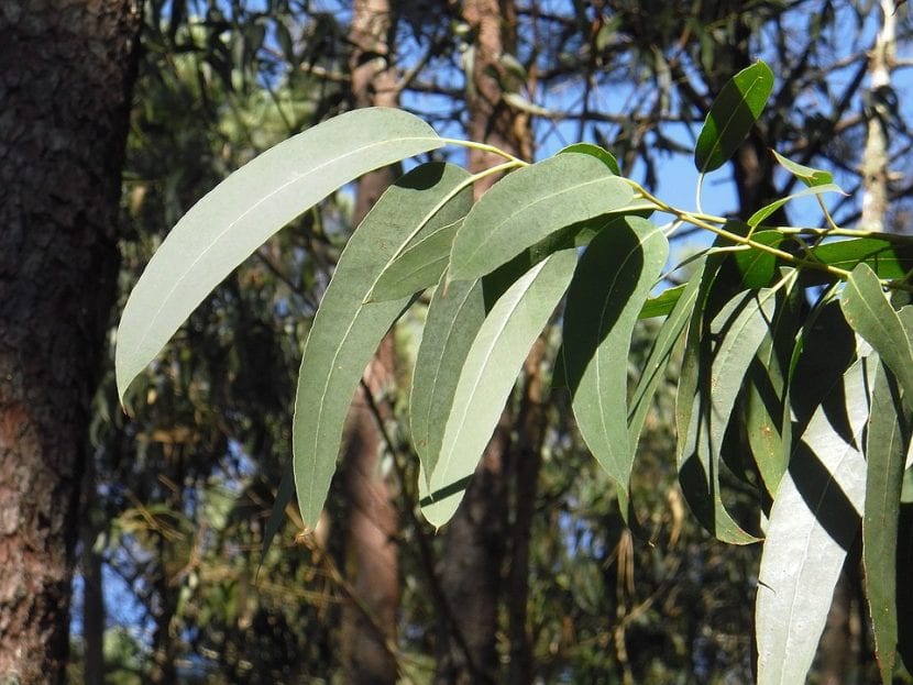 Las hojas del eucalipto son perennes