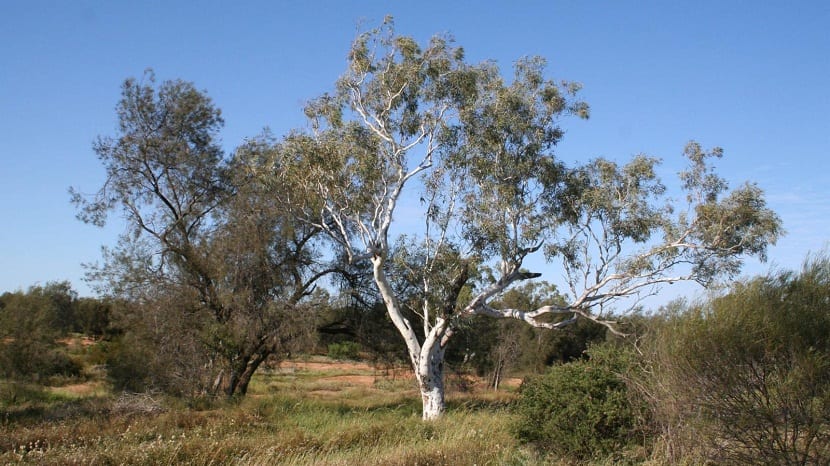 Vista del árbol de tronco blanco llamado Eucalyptus camaldulensis