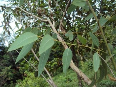 Hojas verdes, estrechas y alargadas de Eucalyptus camaldulensis