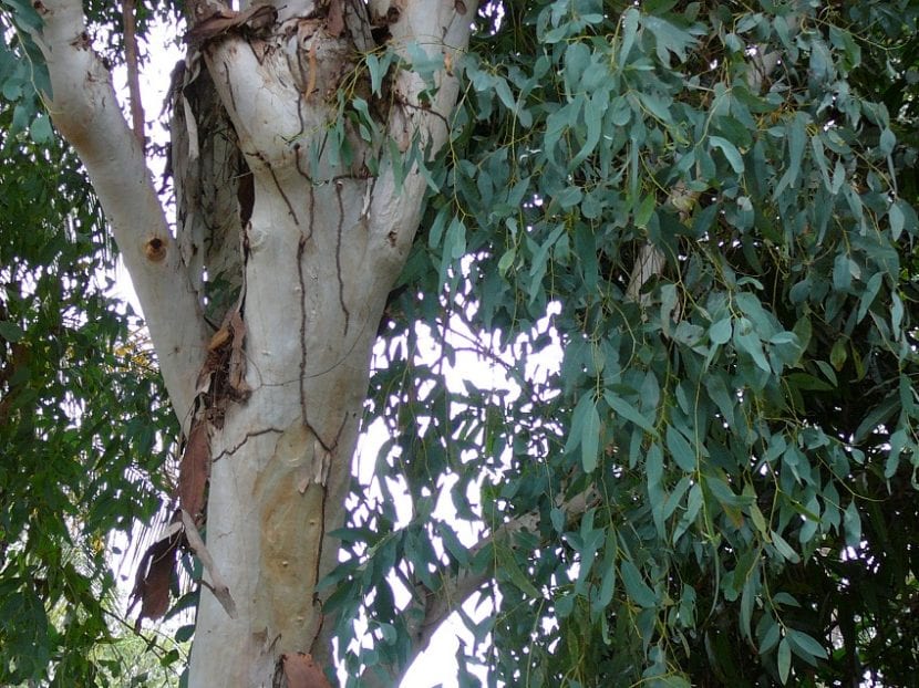 Vista del tronco del arbol llamado eucalypto o Eucalyptus camaldulensis