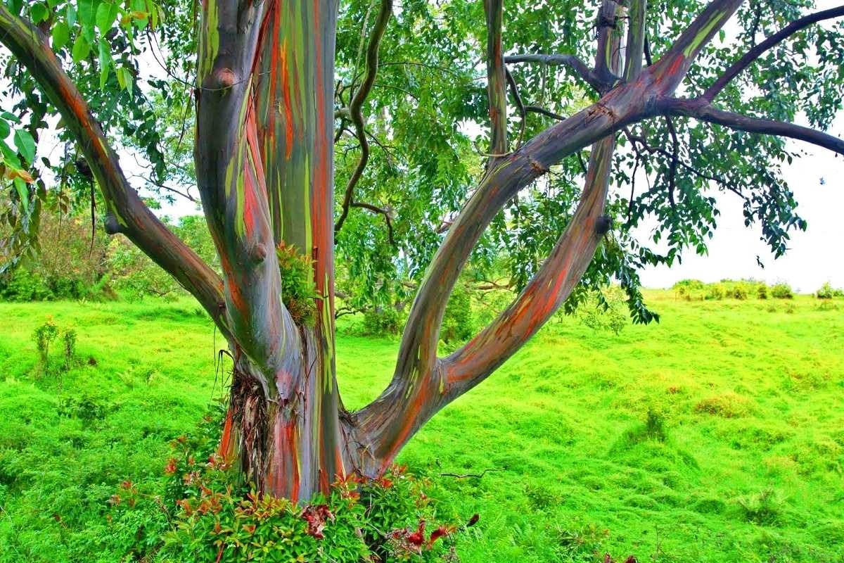 Eucalyptus deglupta: cultivo del eucalipto arcoíris