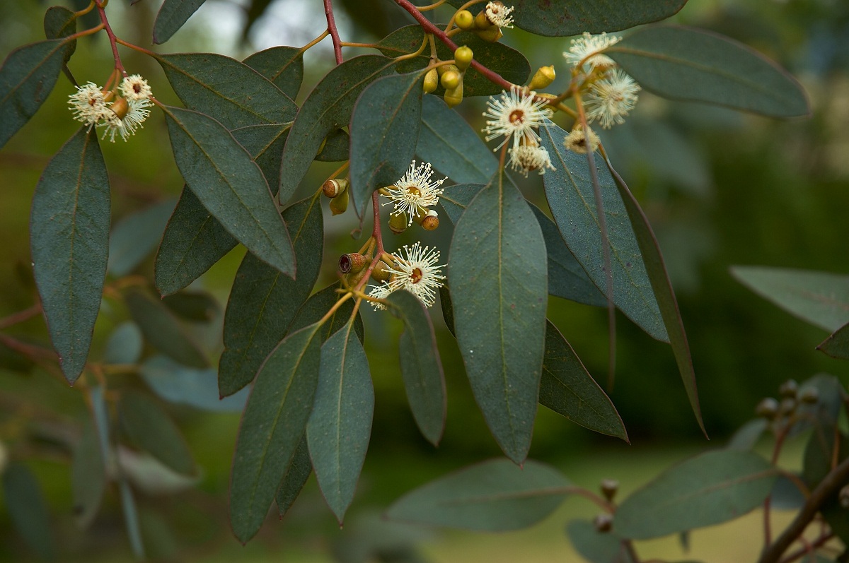 Eucalyptus gunnii: cómo cultivar y podar el eucalipto de sidra