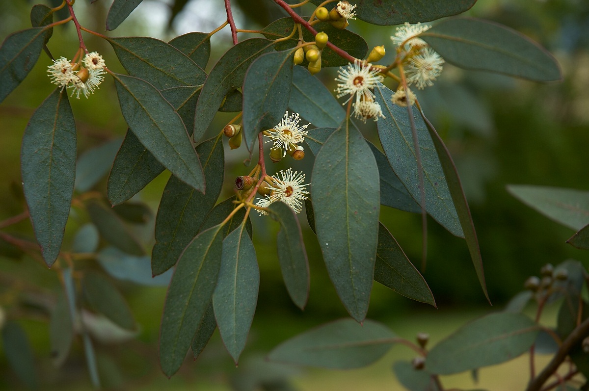 flores y ramas del arbol llamado Eucalyptus gunnii