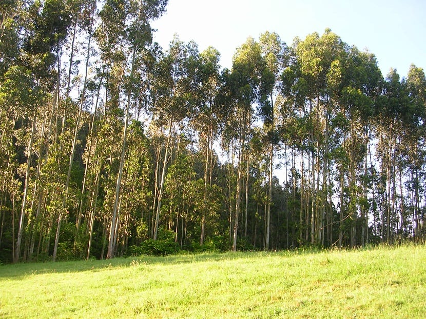ramas altas del arbol llamado Eucalyptus nitens