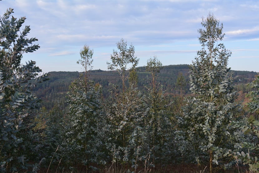 Eucalyptus nitens: cultivo, clima, plagas y usos