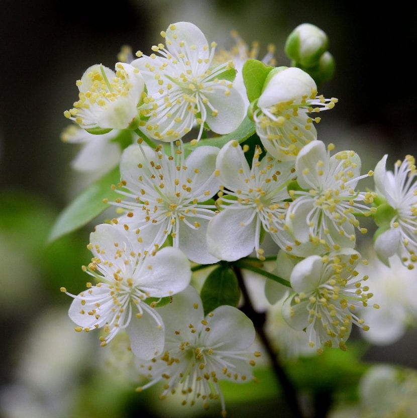 Las flores de la Eugenia uniflora son blancas
