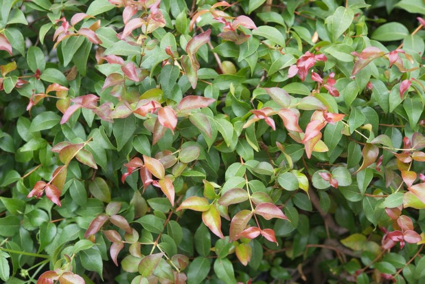 La Eugenia uniflora es una planta de jardín muy decorativa